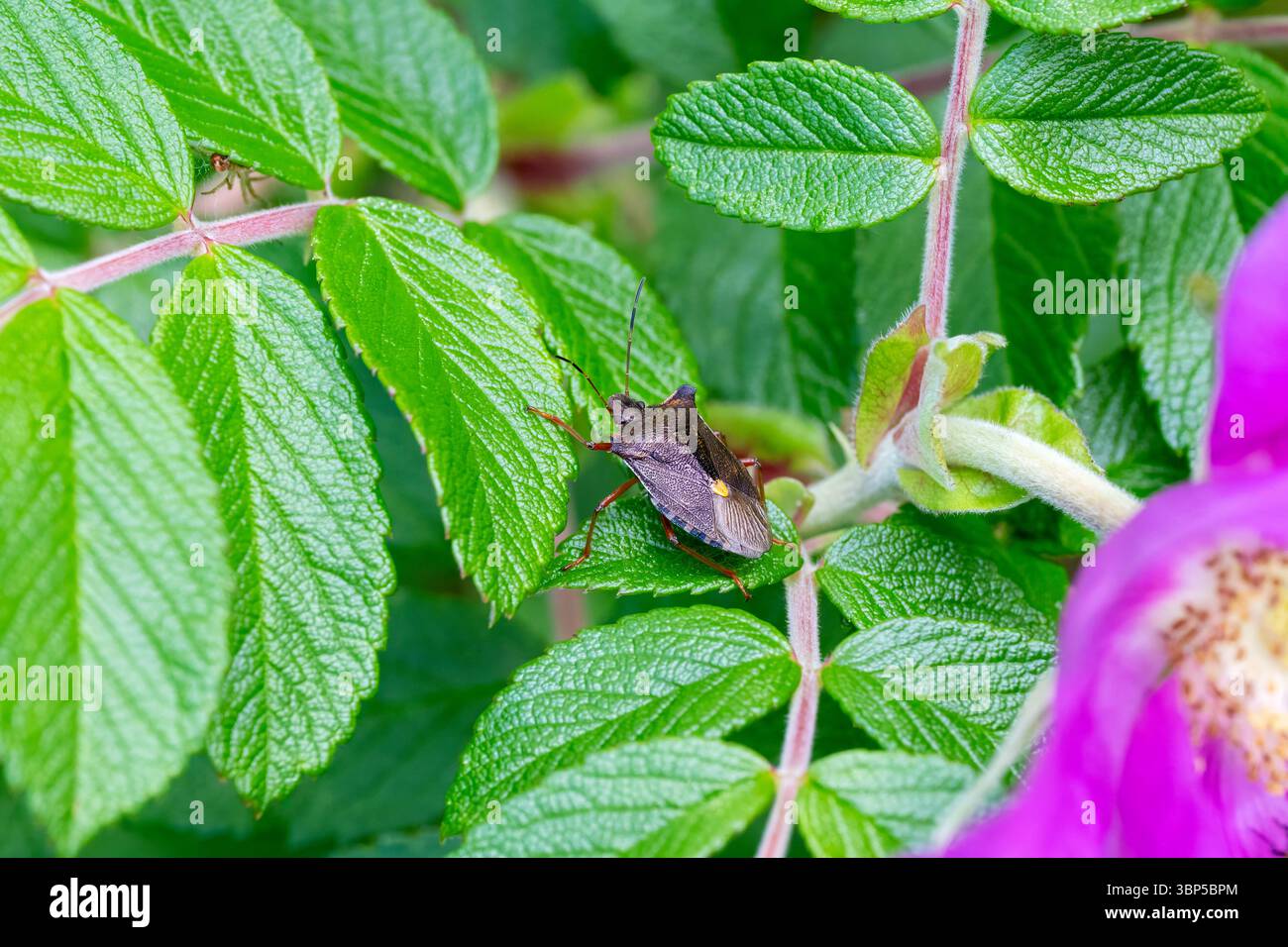 Shieldbug dalle gambe rosse sulle foglie di una rosa arbustiva Foto Stock