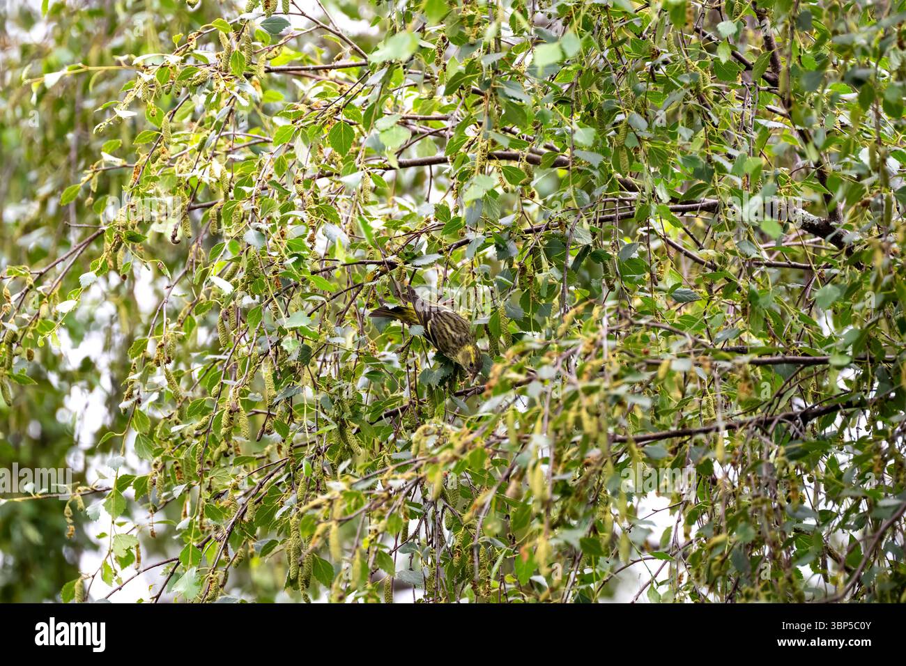 Un Siskin che si nutre tra i rami di betulla Foto Stock