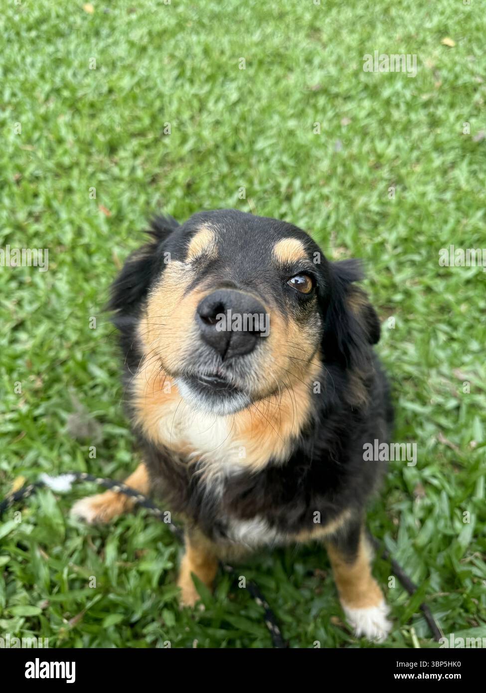 Cane di razza mista con un occhio seduto sull'erba verde, guardando in alto con un'espressione delicata. Primi piani ritratti all'aperto con luce naturale. Foto Stock