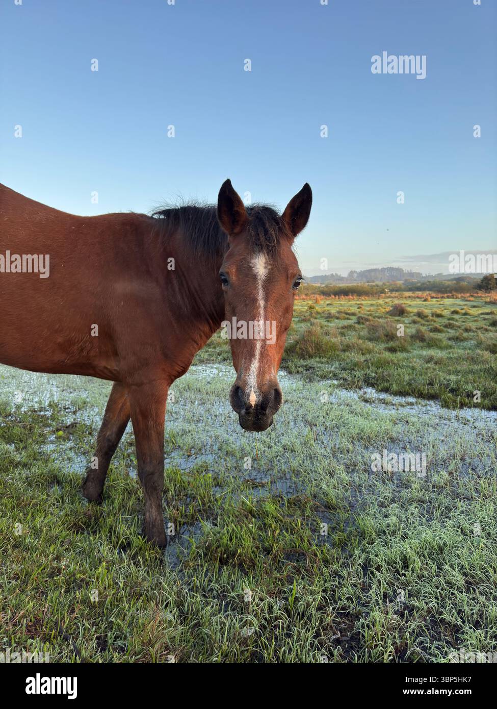 Cavallo bruno in piedi in un campo erboso bagnato all'alba, guardando la fotocamera con un'espressione calma. Cielo azzurro e luce soffusa del mattino. Foto Stock