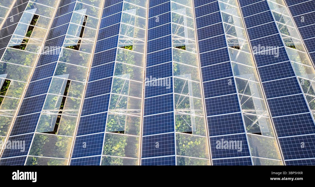 Serra sostenibile con pannelli solari sul tetto inondati dalla luce del sole mattutino per un'agricoltura vegetale ecocompatibile e la generazione di energia rinnovabile Foto Stock