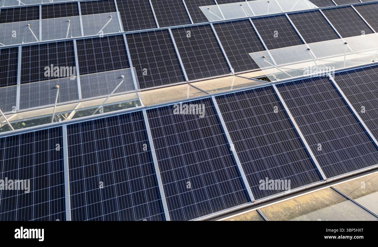 Serra sostenibile con pannelli solari sul tetto inondati dalla luce del sole mattutino per un'agricoltura vegetale ecocompatibile e la generazione di energia rinnovabile Foto Stock