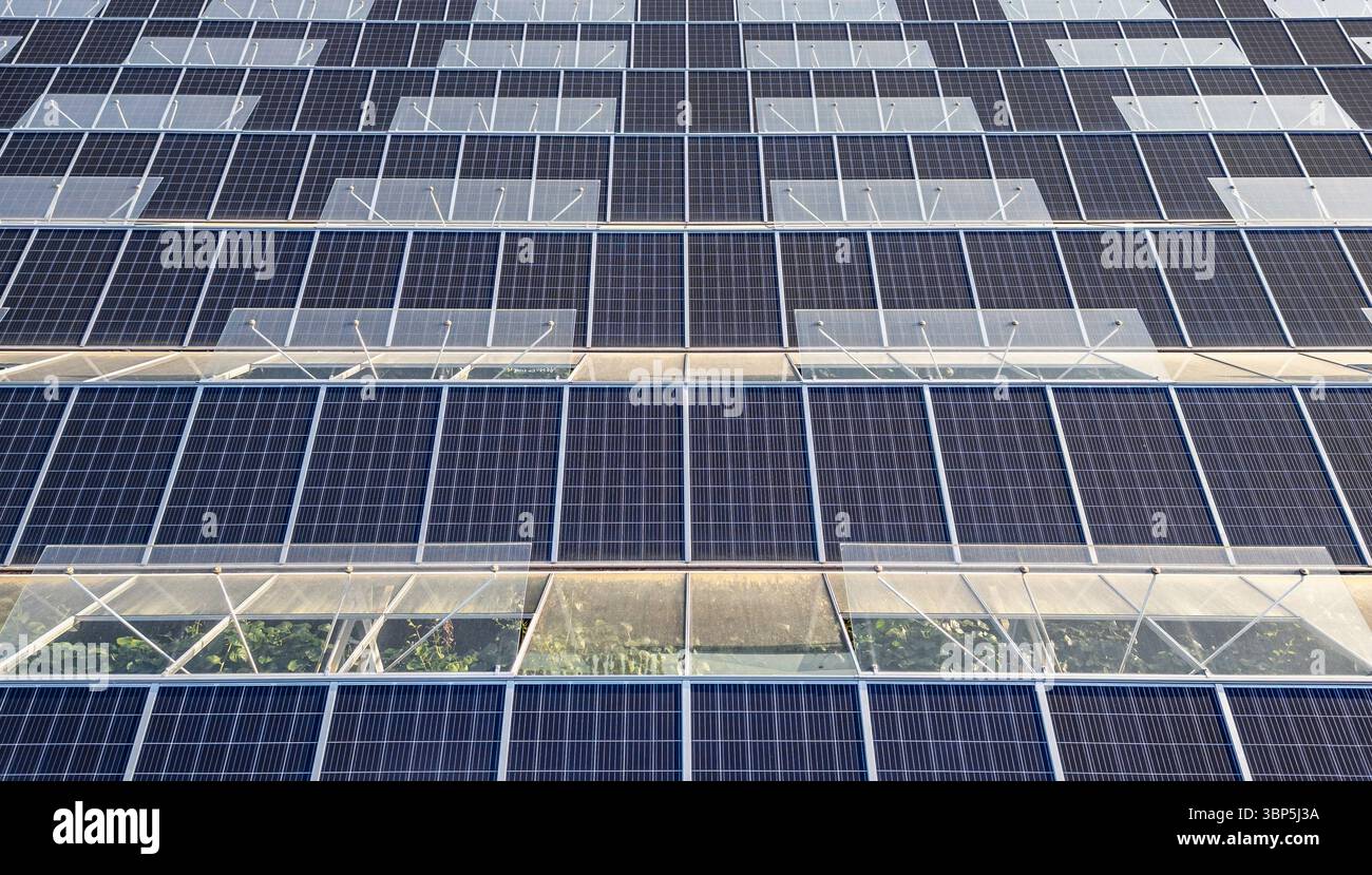 Serra sostenibile con pannelli solari sul tetto inondati dalla luce del sole mattutino per un'agricoltura vegetale ecocompatibile e la generazione di energia rinnovabile Foto Stock