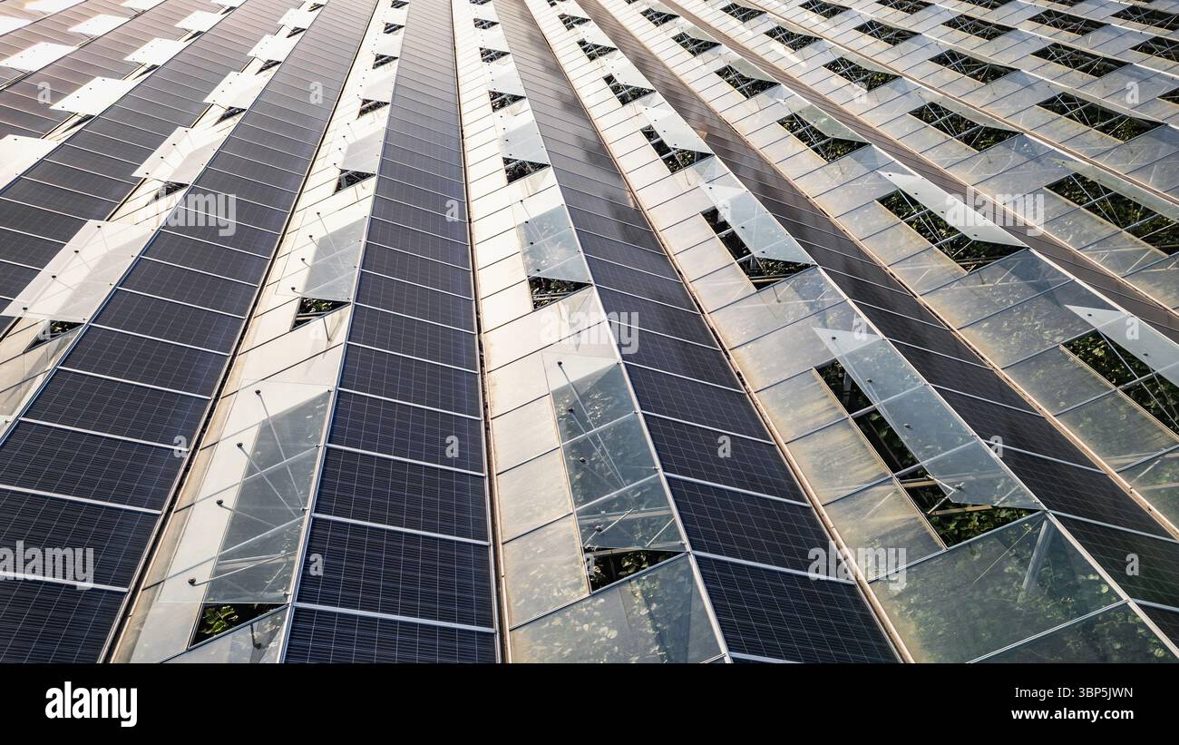 Serra sostenibile con pannelli solari sul tetto inondati dalla luce del sole mattutino per un'agricoltura vegetale ecocompatibile e la generazione di energia rinnovabile Foto Stock