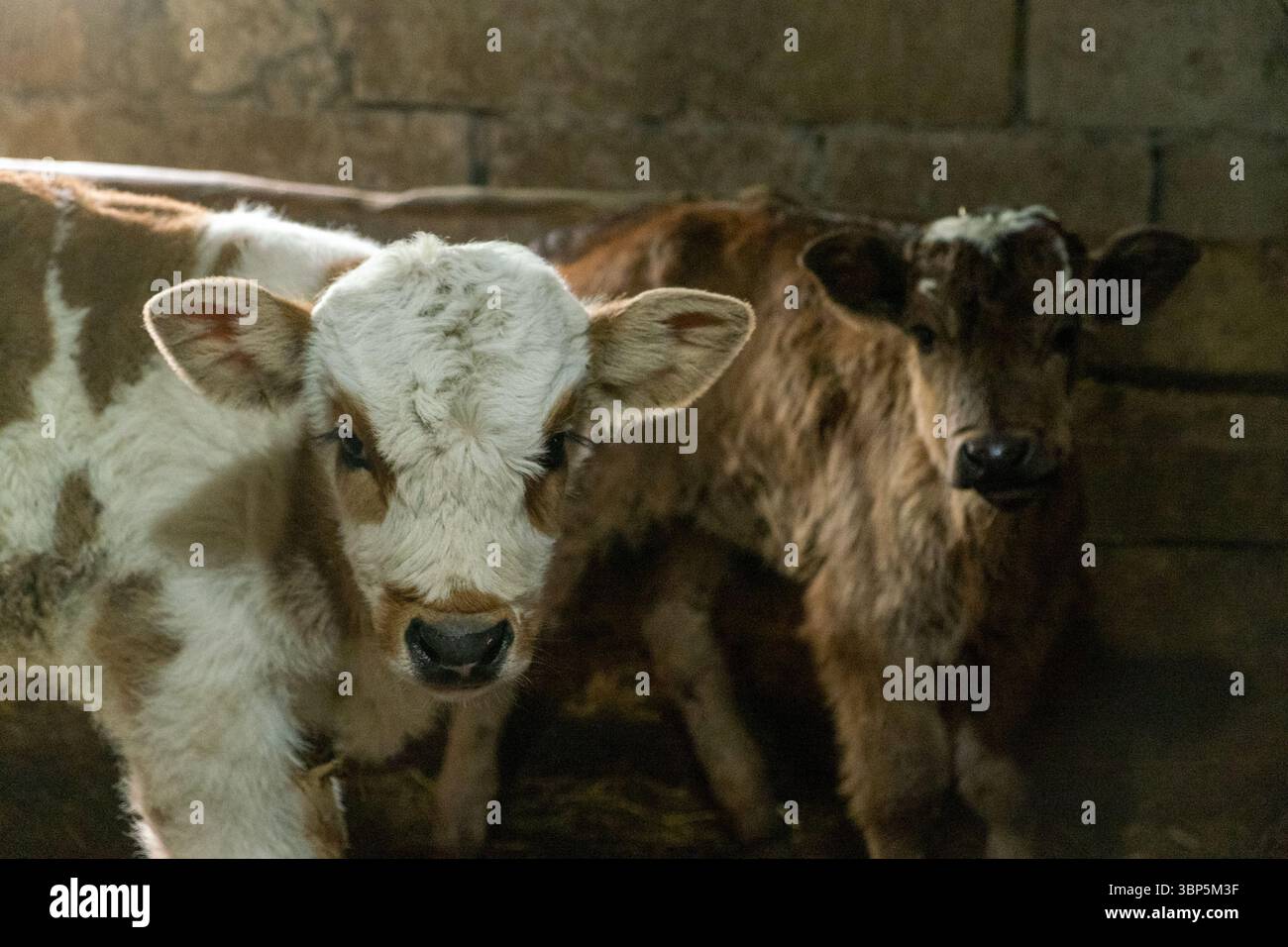 Tradizionale scenario agricolo rurale a Pankisi Gorge, Georgia. Foto Stock