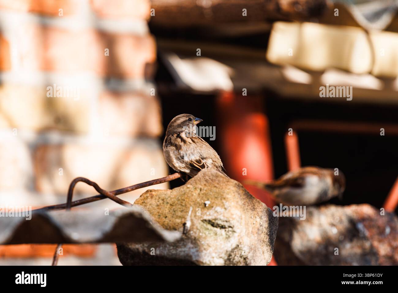 Un passero è seduto tranquillamente su un tetto di ardesia davanti a un finestrino, come se poteste per l'obiettivo. Un tranquillo cortile in un villaggio ucraino. Foto Stock Un passero è seduto tranquillamente su un tetto di ardesia davanti a un finestrino, come se poteste per l'obiettivo. Un tranquillo cortile in un villaggio ucraino. Foto Stock