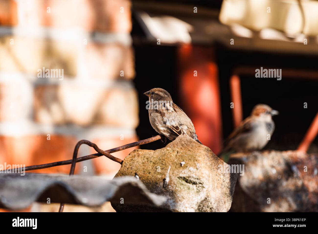Un passero è seduto tranquillamente su un tetto di ardesia davanti a un finestrino, come se poteste per l'obiettivo. Un tranquillo cortile in un villaggio ucraino. Foto Stock Un passero è seduto tranquillamente su un tetto di ardesia davanti a un finestrino, come se poteste per l'obiettivo. Un tranquillo cortile in un villaggio ucraino. Foto Stock
