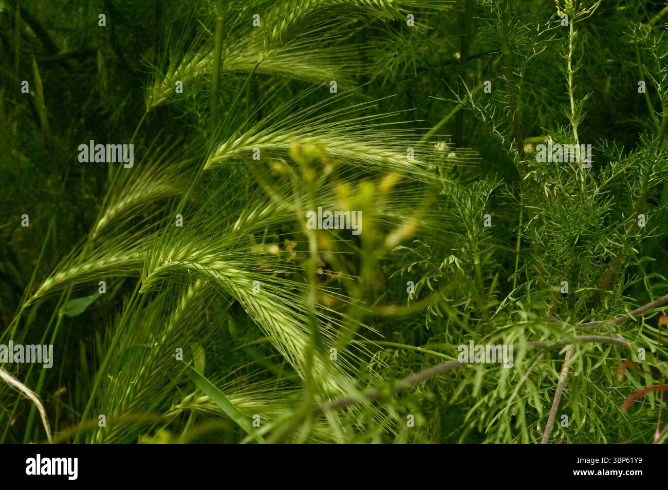 Immagine di sfondo dell'erba. Erba verde Foto Stock