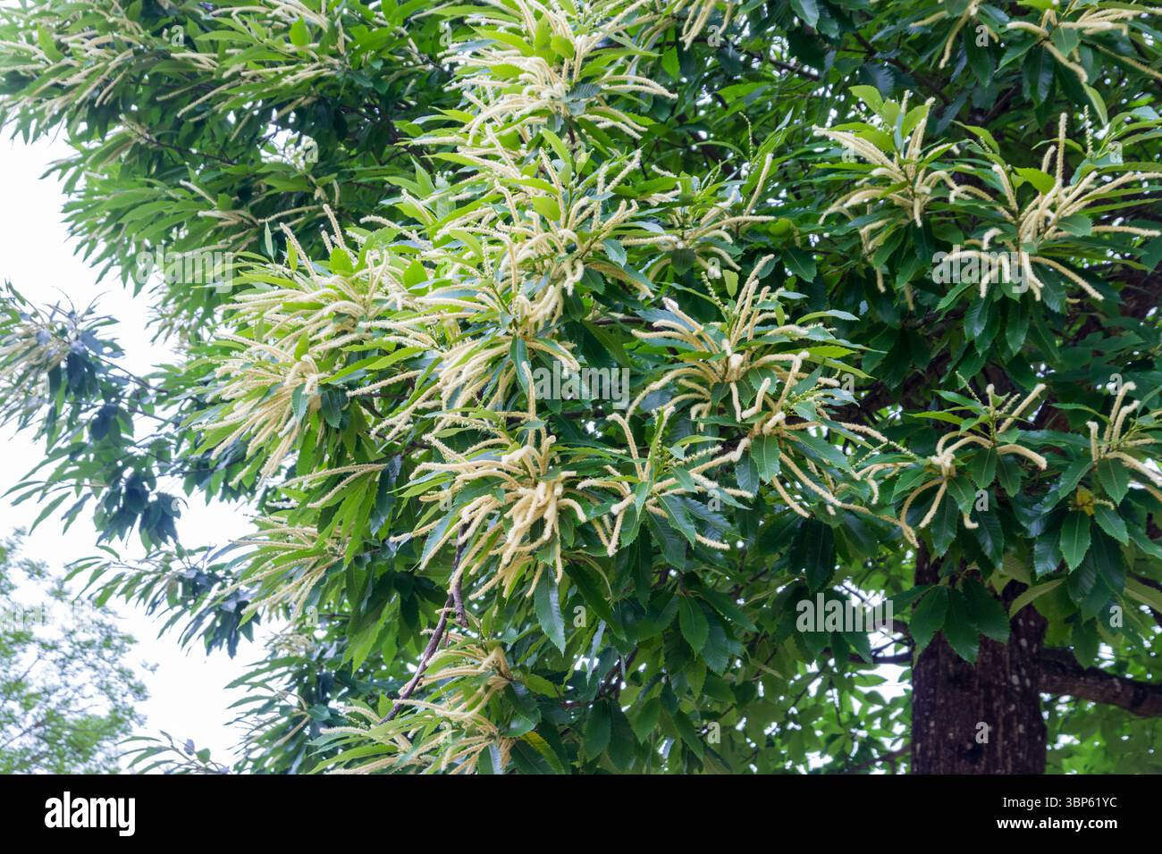 Castagne dolci (Castanea sativa), gatti maschi in fiore Foto Stock