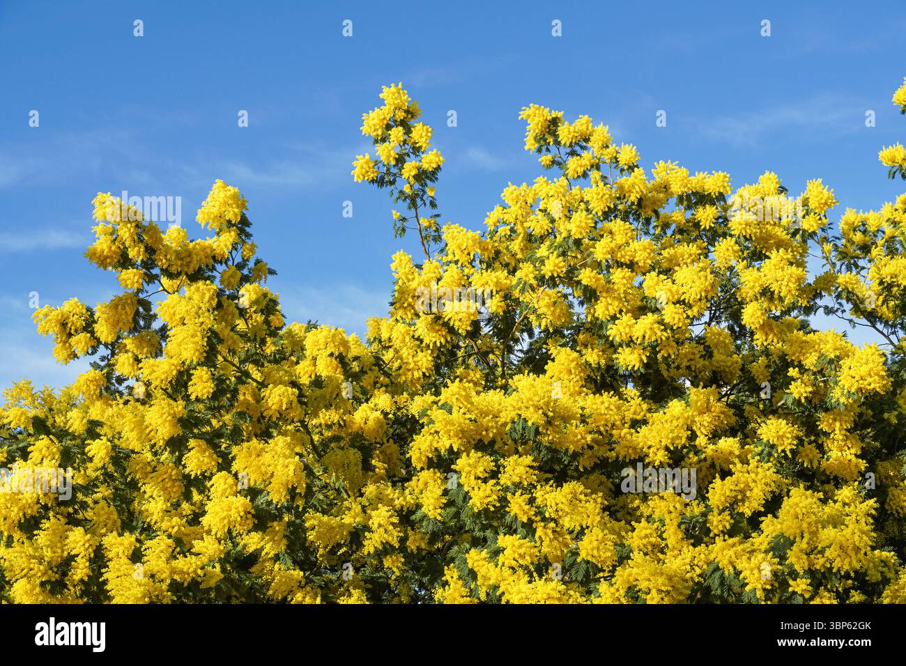 Fiori gialli fioriti dell'albero di scabrella Mimosa Foto Stock
