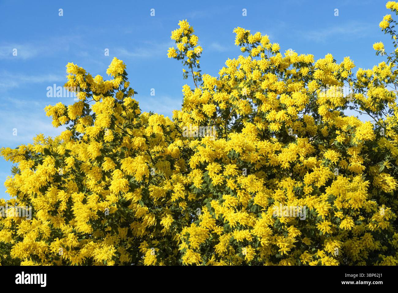 Fiori gialli fioriti dell'albero di scabrella Mimosa Foto Stock