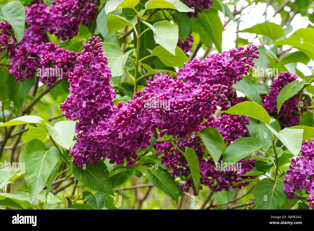 Syylan vulgaris, souvenir de Louis Spaeth, albero lilla Foto Stock
