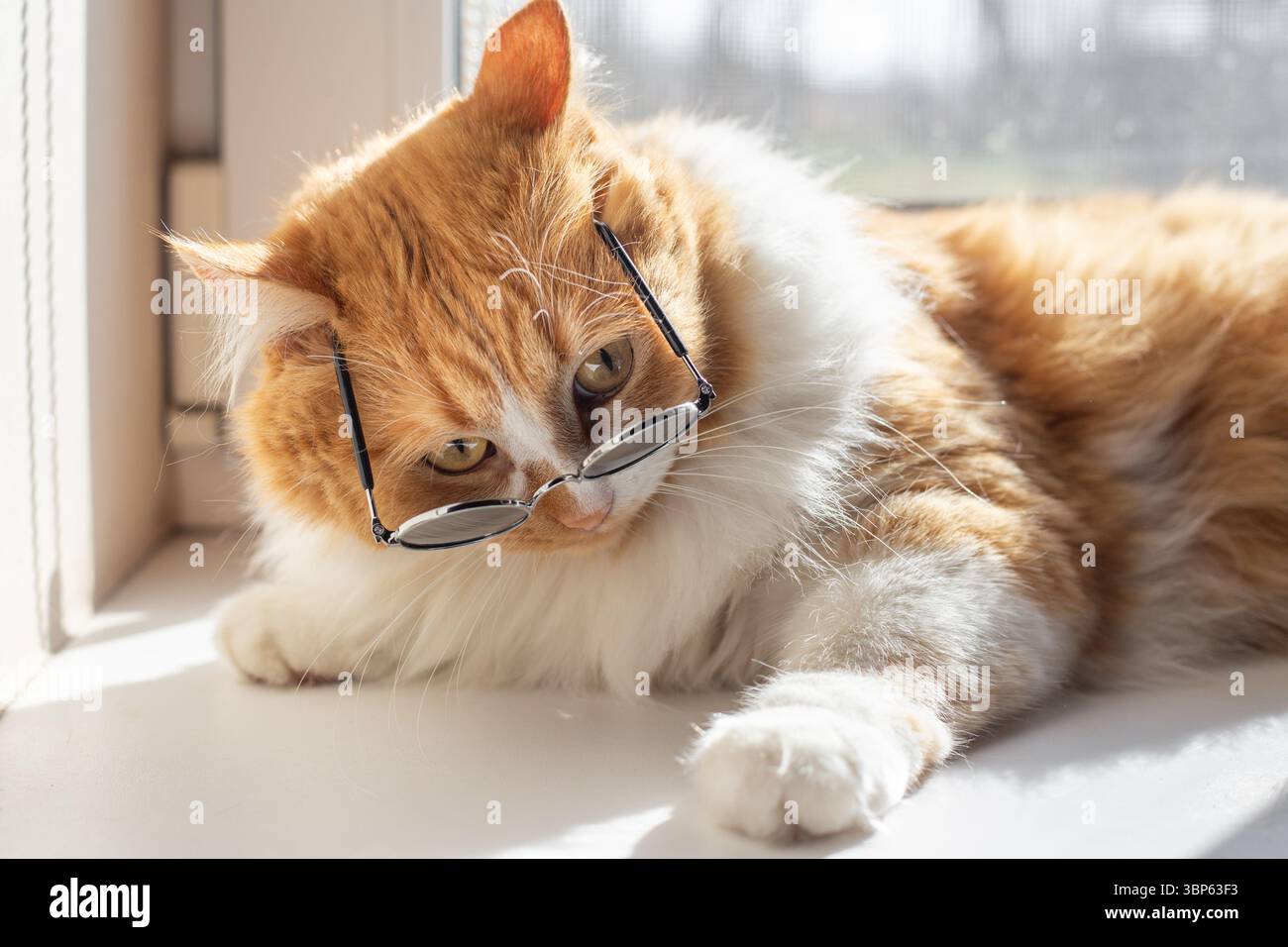 Occhiali Da Sole Peluche Occhio Di Gatto Rosa – Montatura In Velluto Per Feste E Costumi, Divertenti E Morbidi - 5