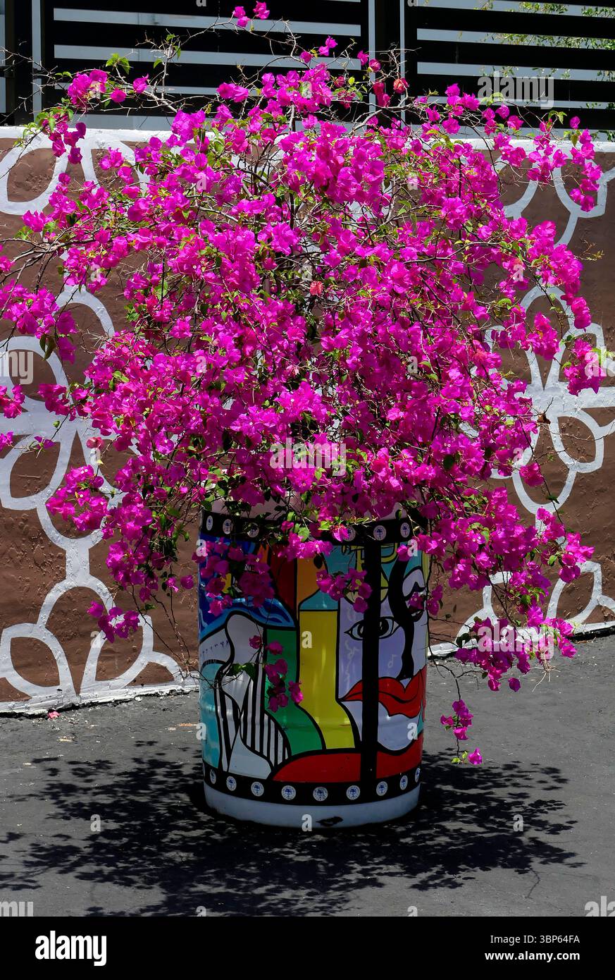 Bouganvilia a Little Havana, Miami Foto Stock