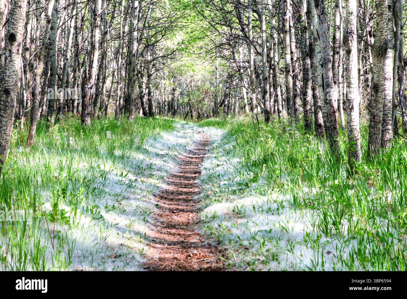 Viste lungo le Weaslehead Flats e il fiume Elbow a Calgary Foto Stock