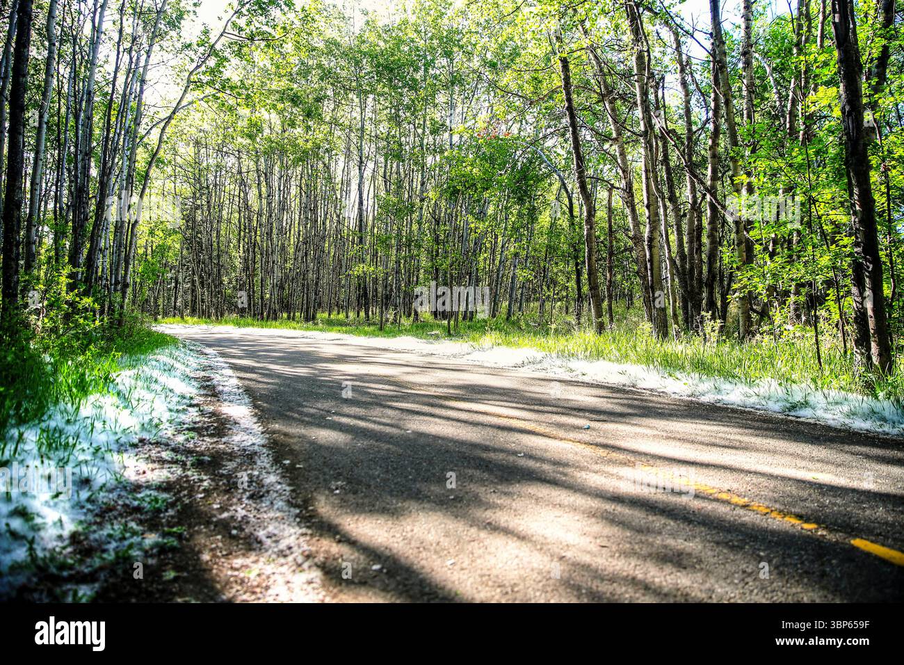 Viste lungo le Weaslehead Flats e il fiume Elbow a Calgary Foto Stock