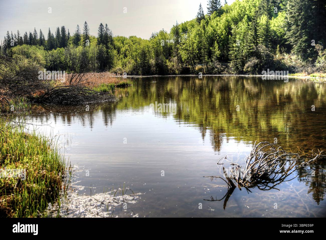 Viste lungo le Weaslehead Flats e il fiume Elbow a Calgary Foto Stock