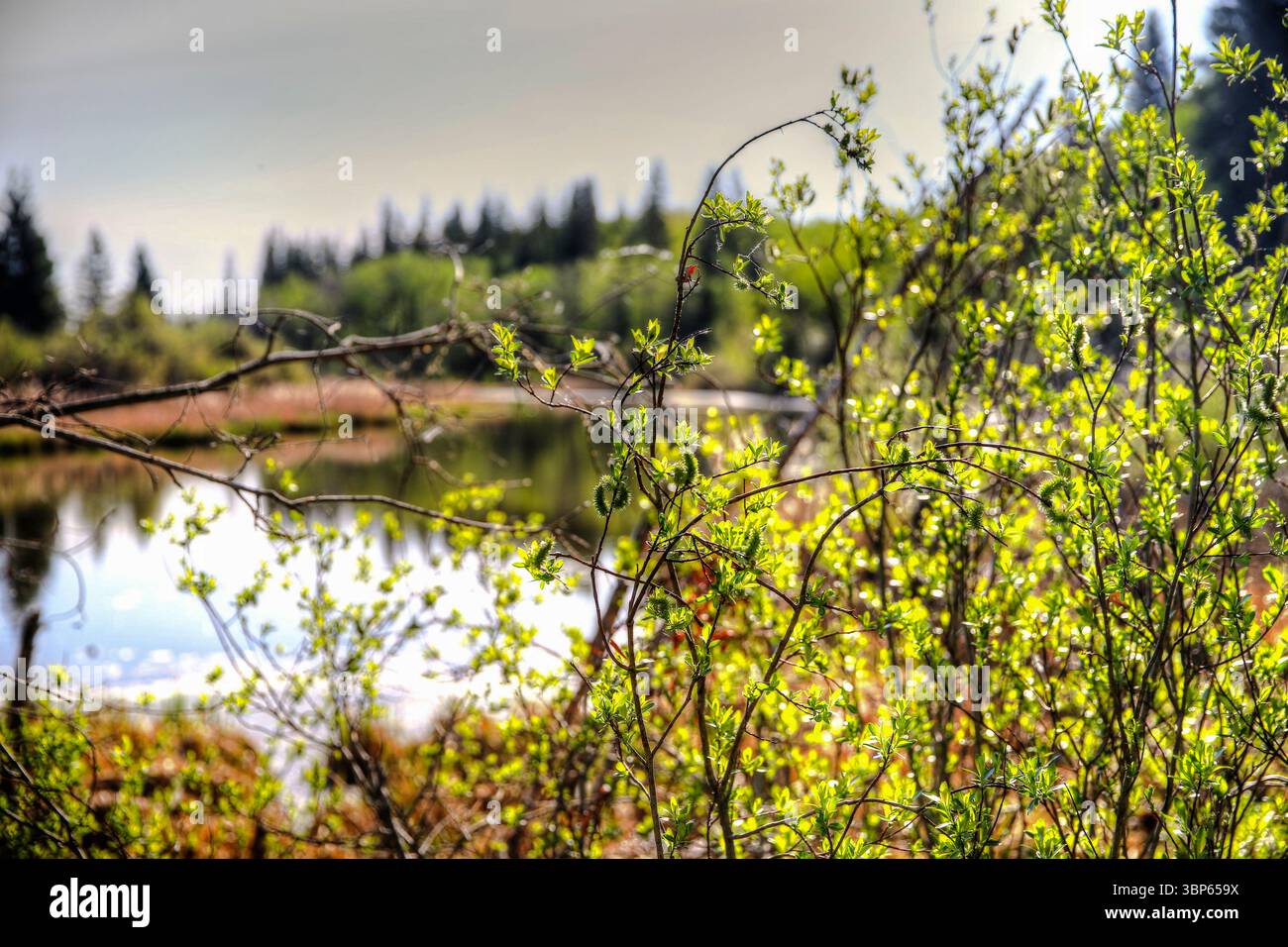 Viste lungo le Weaslehead Flats e il fiume Elbow a Calgary Foto Stock