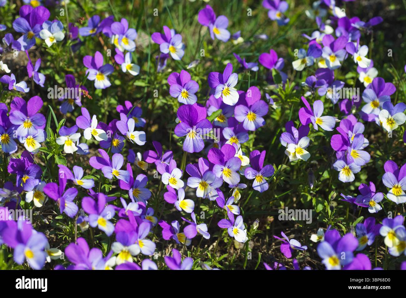 Viole selvatiche Foto Stock
