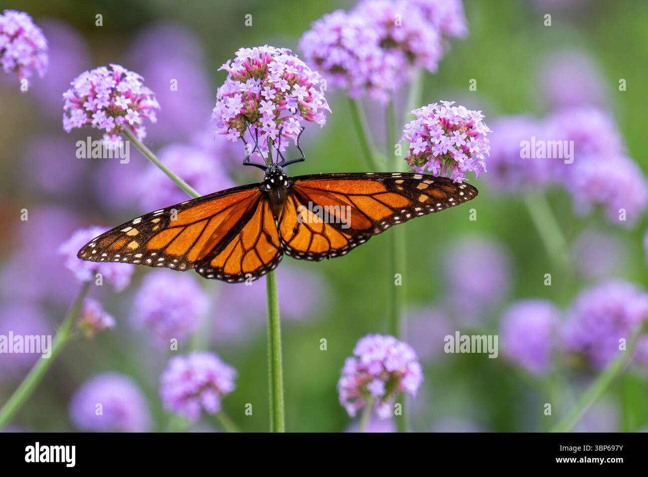 Farfalla monarca che riposa su alcuni fiori rosa Foto Stock