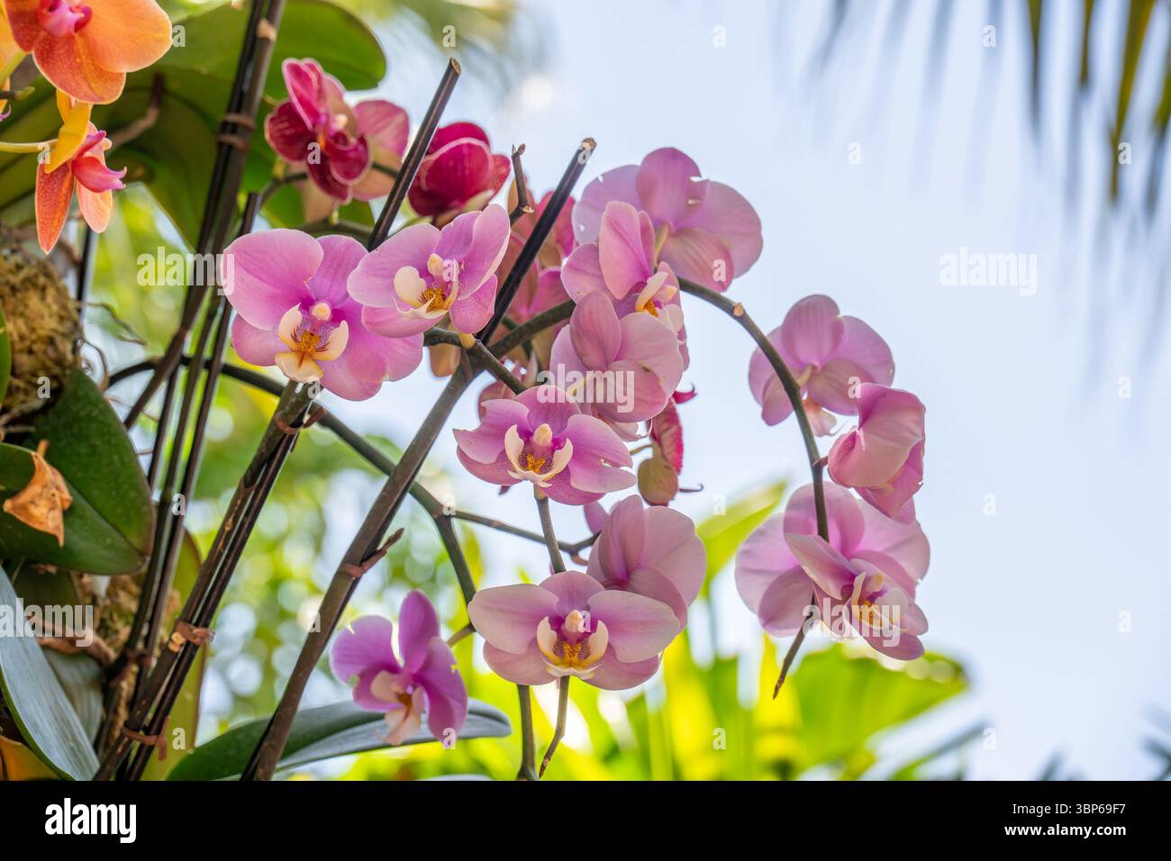 Fiori di orchidea rosa, piante da giardino Foto Stock