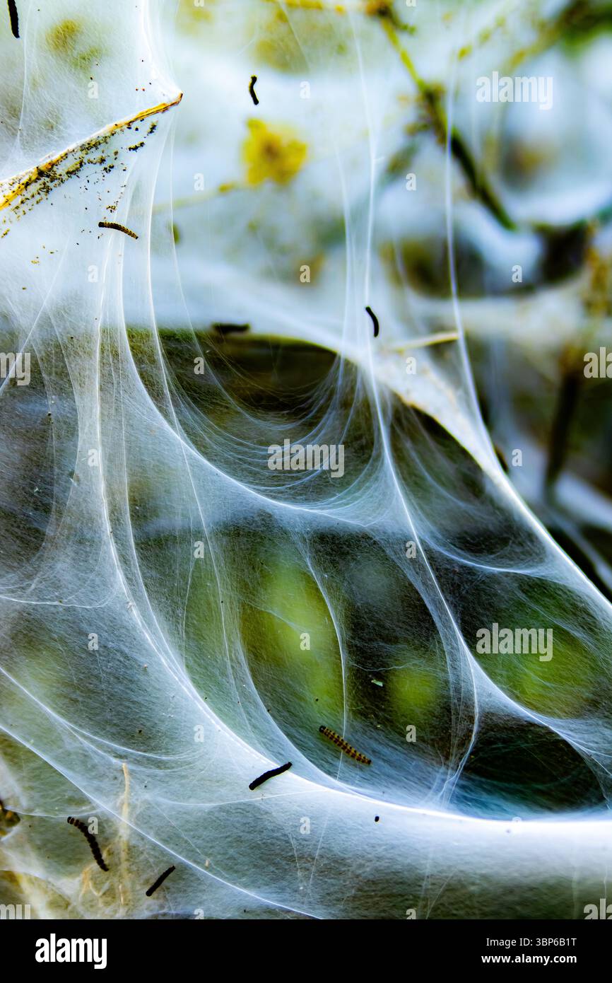 Caterpillari della falena ermellata di ciliegio-uccello (Yponomeuta evonymella) all'interno di rete di seta su rami di arbusti Foto Stock