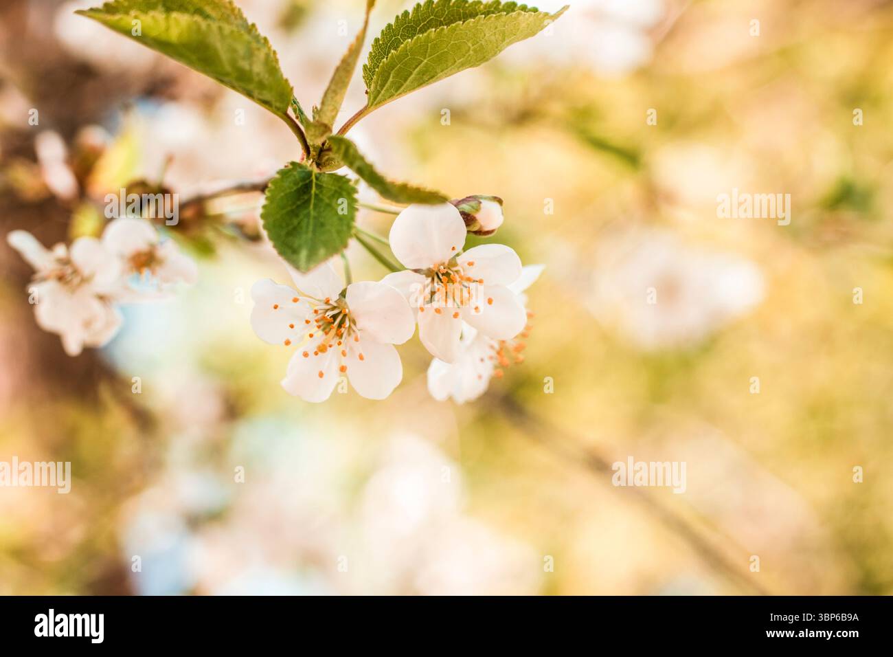 Fiori di mele che fioriscono su un caldo sfondo giallo, primo piano nella natura primaverile Foto Stock