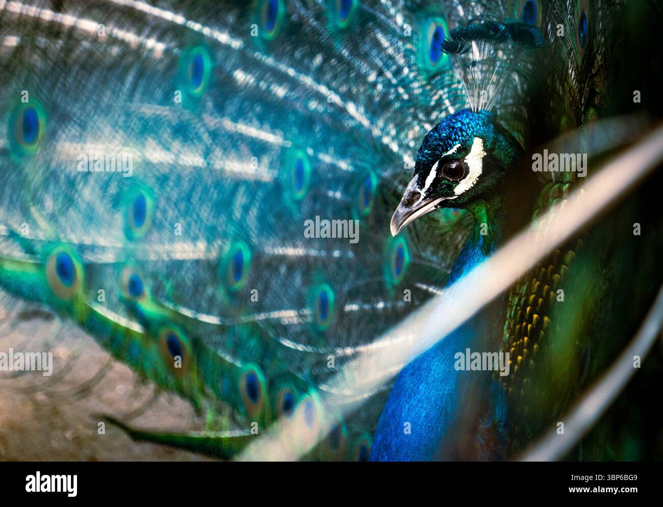 Primo piano di un pavone che mostra il suo piumaggio vivace, con piume blu e verdi iridescenti con motivi intricati. Lo sfondo è softl Foto Stock
