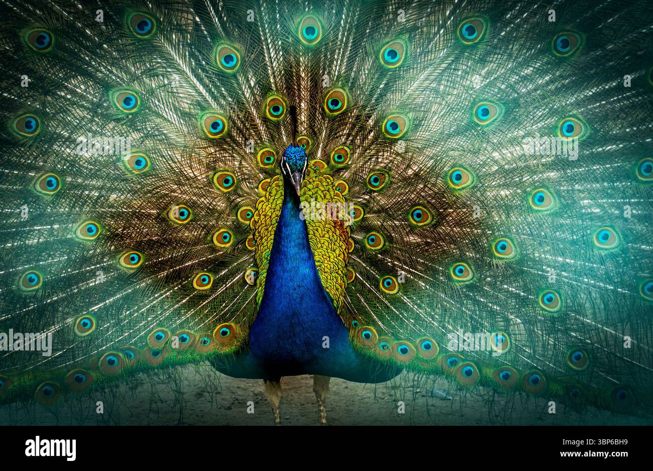 Un vivace pavone che mostra le sue piume colorate, con motivi intricati e vivaci sfumature di blu, verde e oro. Lo sfondo presenta una s. Foto Stock