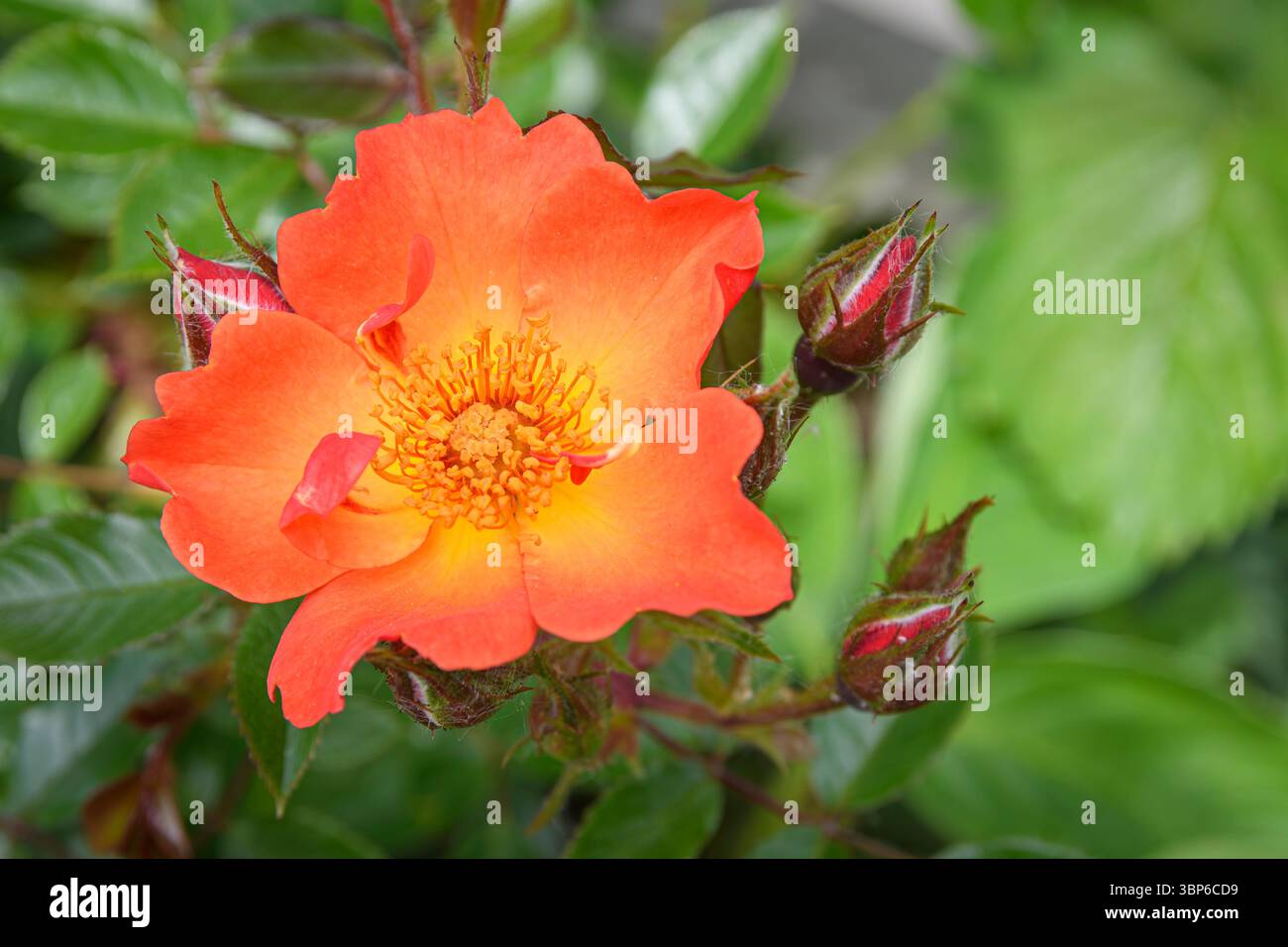 Oso Easy Hot Paprika® Rose, Rosa x "FARROWRSP" USPPAF, Vancouver, British Columbia, Canada Foto Stock