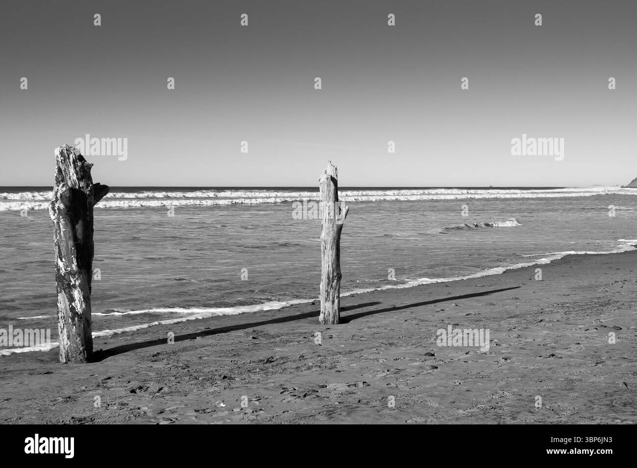 Arch Cape, Oregon - 26 novembre 2015: Driftwood si erge come silenziose sentinelle sulla spiaggia, infrante dal tempo e dalla marea, creando un netto contrasto. Foto Stock