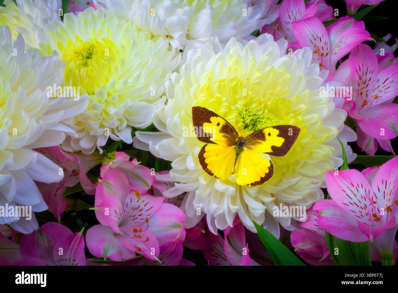 Cane Face Butterfly su White Mum con Alstormmeria Foto Stock