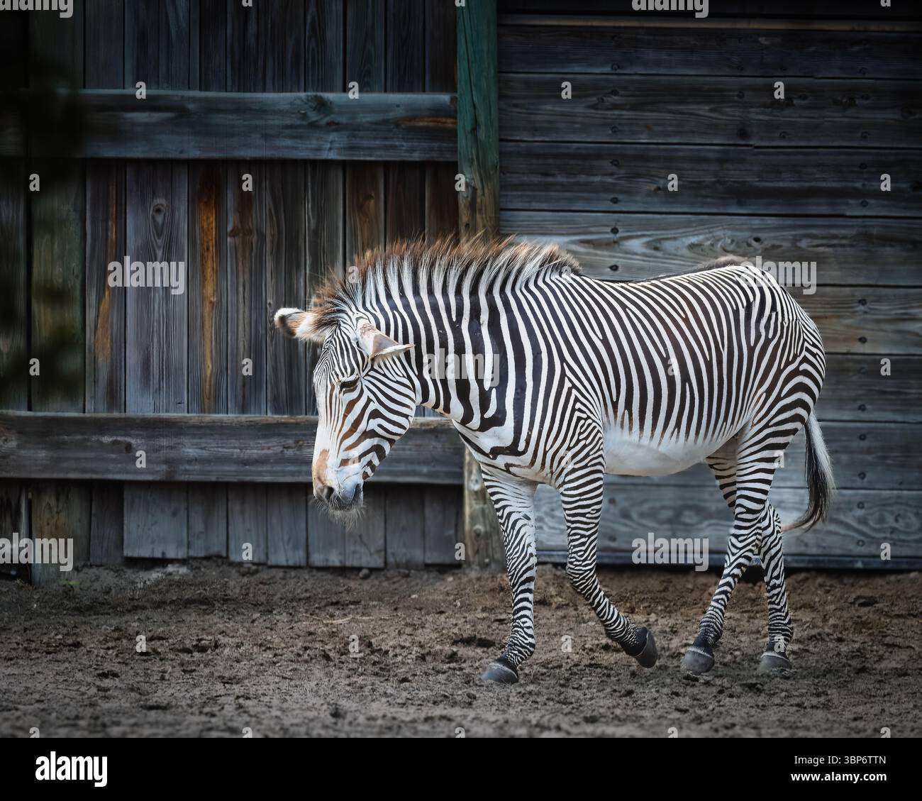 Una zebra sta camminando in un campo sterrato. La zebra è il punto focale principale dell'immagine Foto Stock