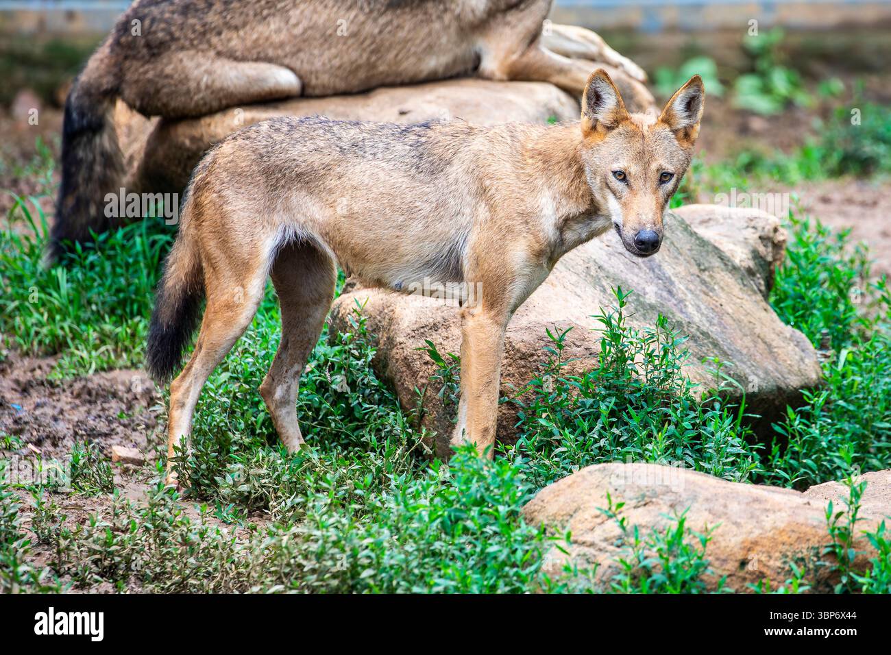 Il lupo è un carnivoro altamente sociale e intelligente noto per vivere e cacciare in branchi. Come predatore di punta, Foto Stock