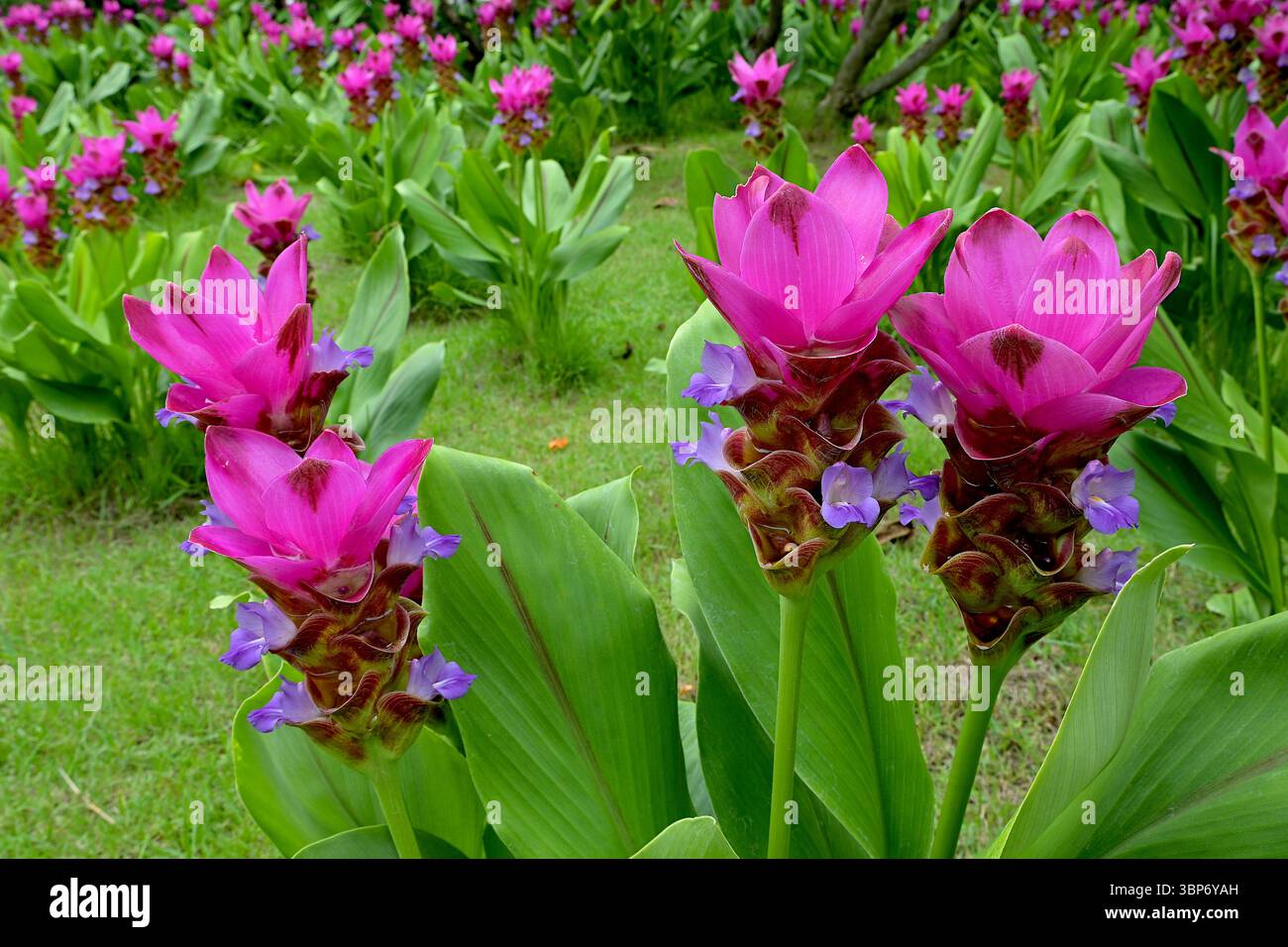 Gruppo di fiori rosa Siam Tulip o Dok Krachiao, Curcuma alismatifolia, fiori in un giardino tailandese durante la stagione delle piogge Foto Stock