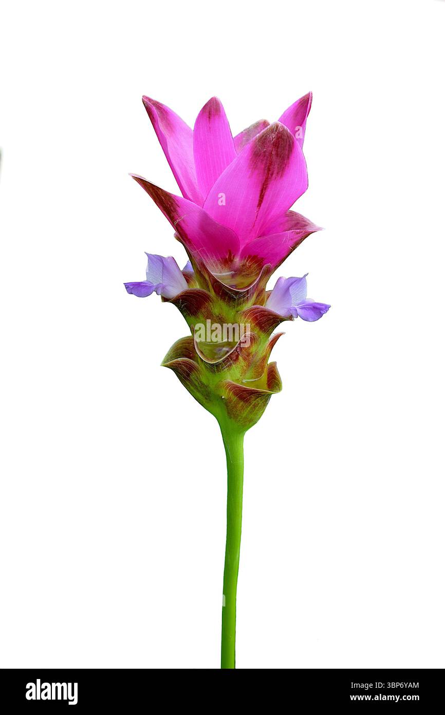 Infiorescenza di un fiore di tulipani Siam o di Krachiao Dok, Curcuma alismatifolia, isolato su sfondo bianco Foto Stock