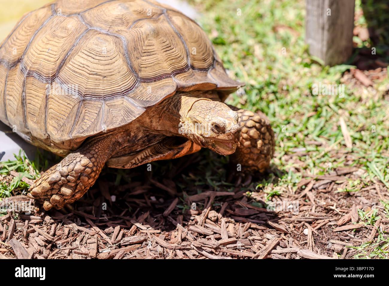 Fort Lauderdale, Florida - 23 marzo 2024: Una tartaruga in uno zoo nelle everglades, fuori Fort Lauderdale, Florida Foto Stock