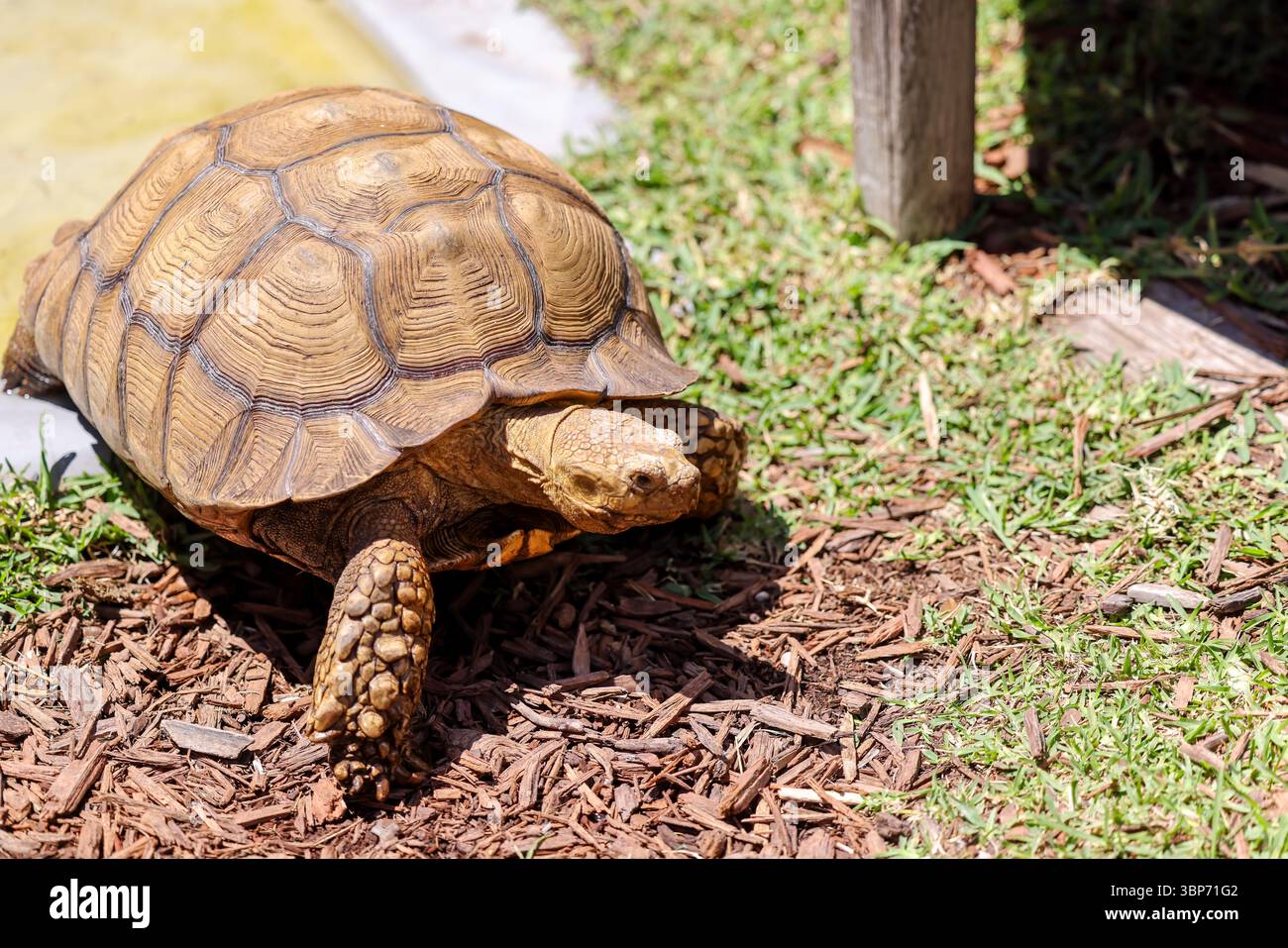Fort Lauderdale, Florida - 23 marzo 2024: Una tartaruga in uno zoo nelle everglades, fuori Fort Lauderdale, Florida Foto Stock