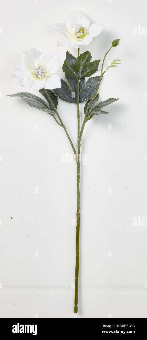 i rami floreali decorano lo sfondo naturale isolato del vaso con un percorso di ritaglio Foto Stock