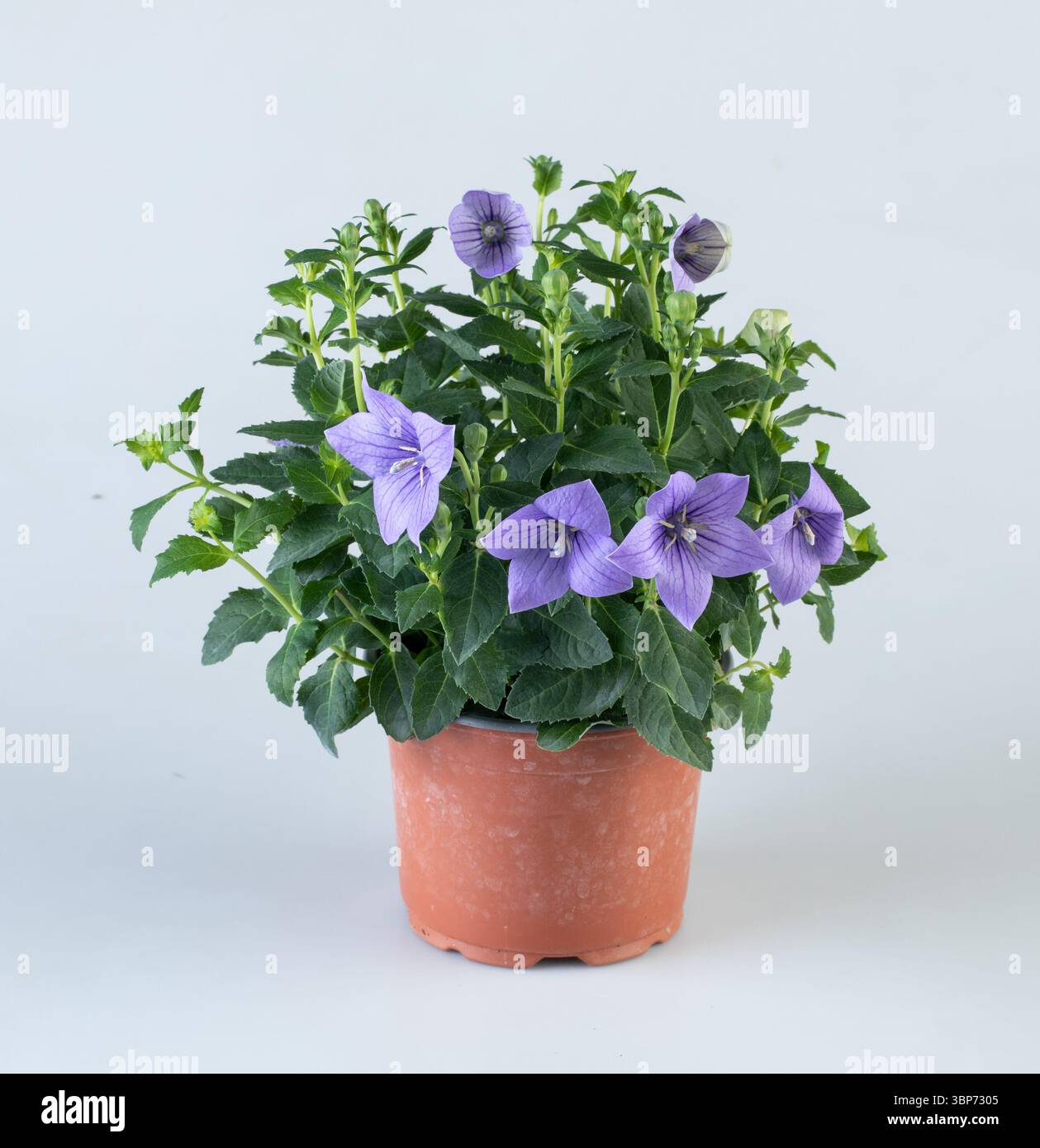 Bellissime piante in vaso per decorare il giardino con lo sfondo naturale isolato con un sentiero di ritaglio Foto Stock