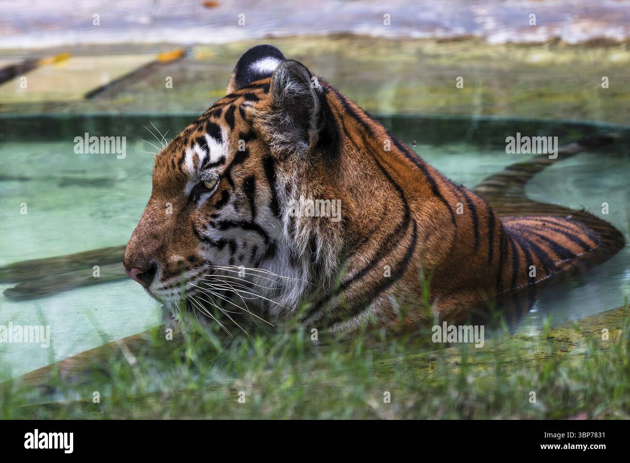 Tigre (Panthera tigris) Pattaya Thailandia Foto Stock
