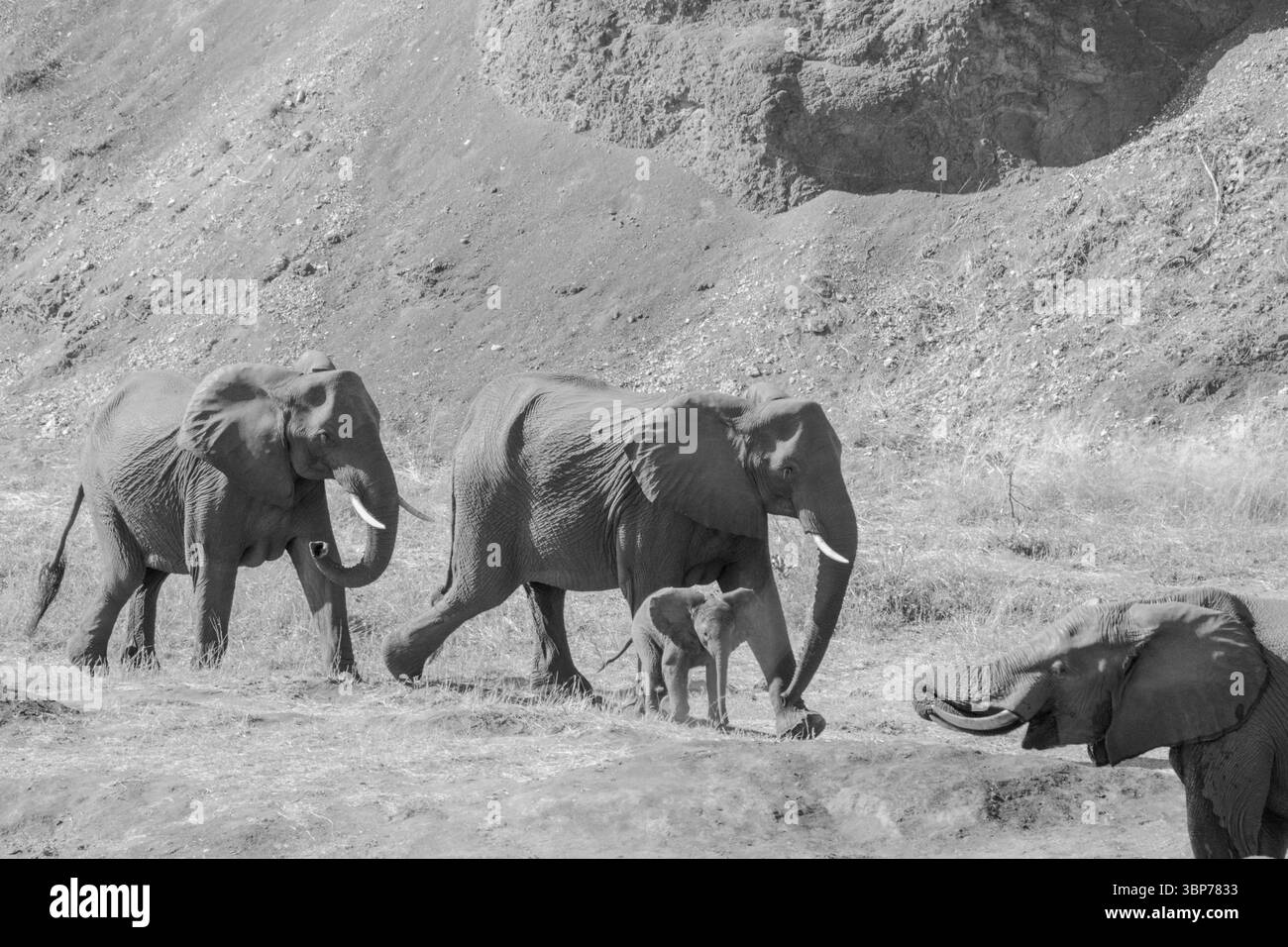 Elephantidae, paesaggio, Parco Nazionale di Kruger, Sudafrica, Africa Foto Stock