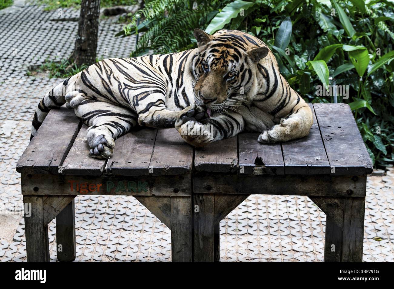 Tigre (Panthera tigris) Pattaya Thailandia Foto Stock