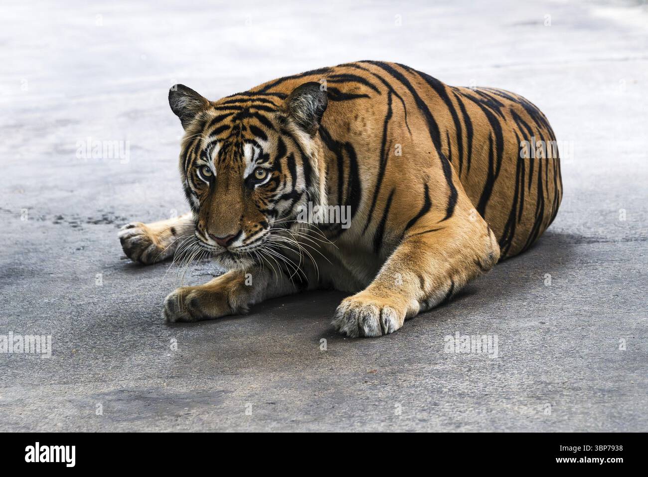 Tigre (Panthera tigris) Pattaya Thailandia Foto Stock