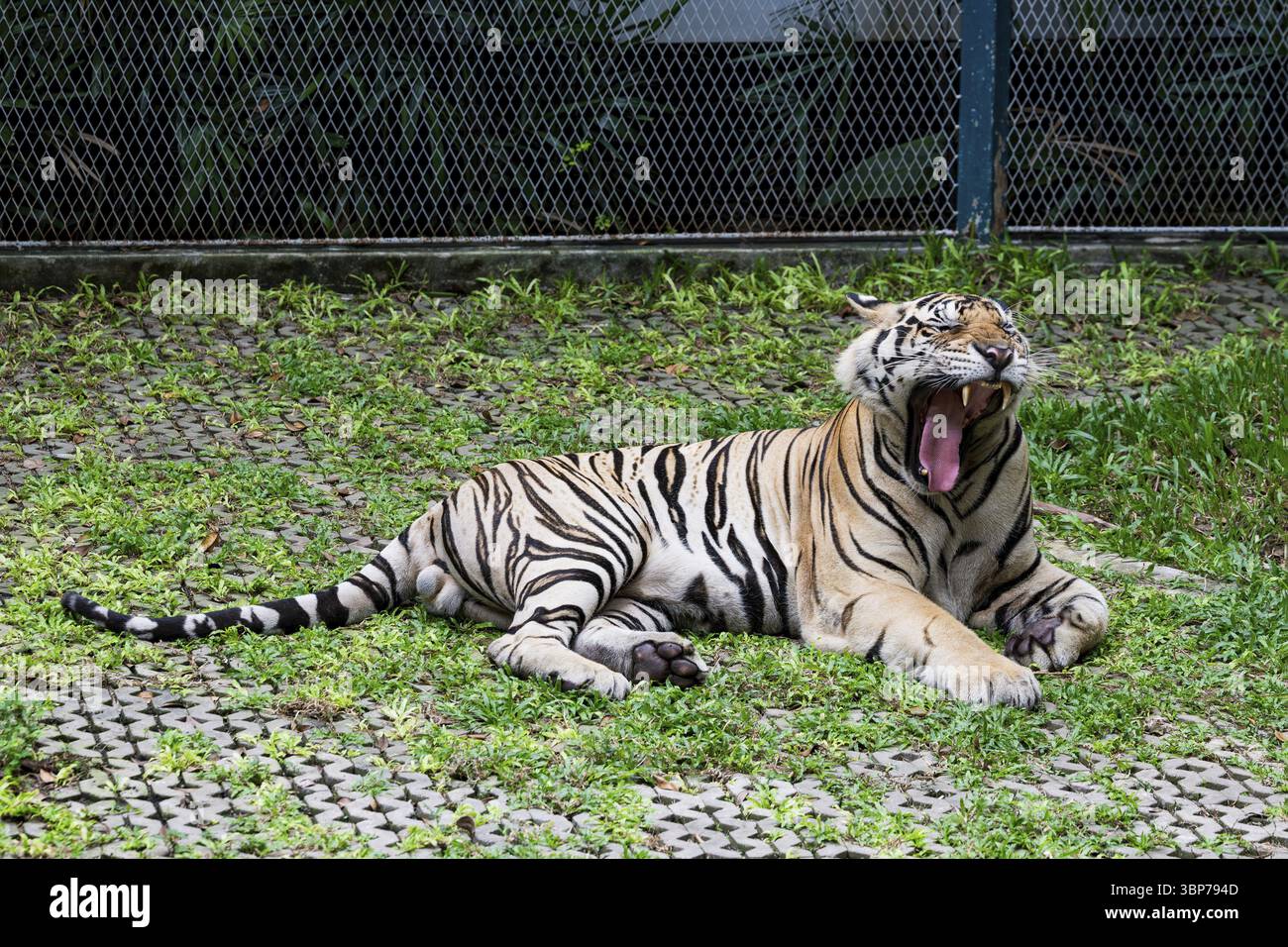Tigre (Panthera tigris) Pattaya Thailandia Foto Stock