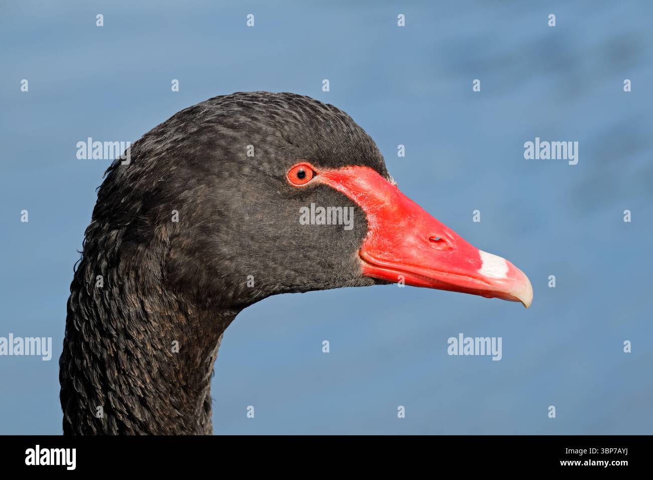 Ritratto di un aggraziato cigno nero (Cygnus atratus), Australia meridionale Foto Stock