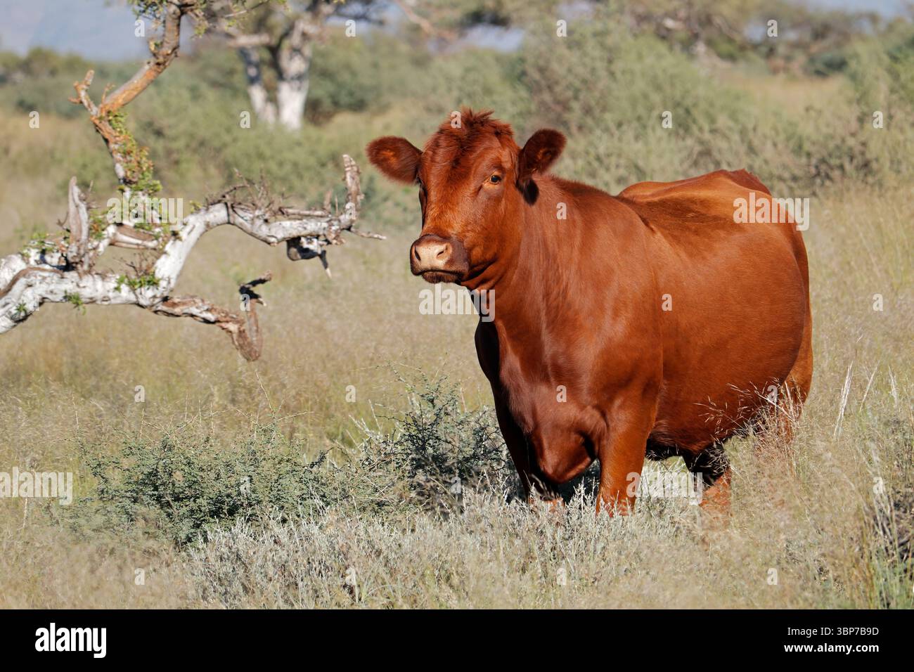 Una mucca all'aperto in rangeland autoctono in una fattoria rurale, il Sudafrica Foto Stock