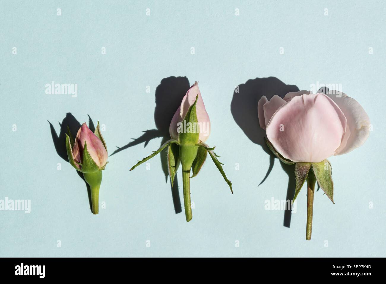 Bellissime rose rosa pallido su sfondo blu. Stile minimalista alla moda con luce intensa e ombre scure Foto Stock