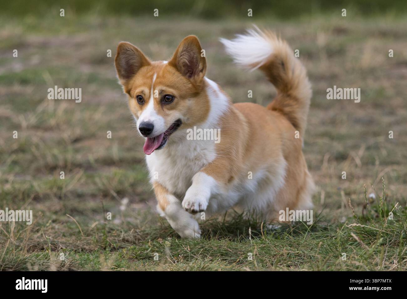Un amichevole gallese Corgi Pembroke mentre gioca e corre all'aperto su un prato Foto Stock