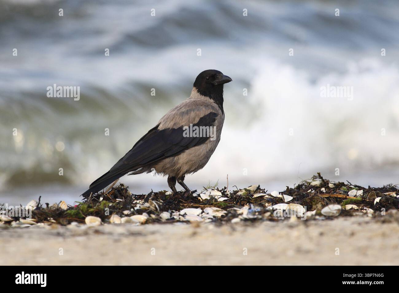 Animali, animali, animali selvatici, uccelli, uccelli, uccelli selvatici, corvo con cappuccio, corvo, cornix, corone, Corvidae, parenti di corvo, corvo, luce serale, Mar Baltico, Foto Stock